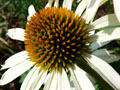 Flower1