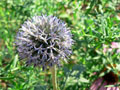 Flower3